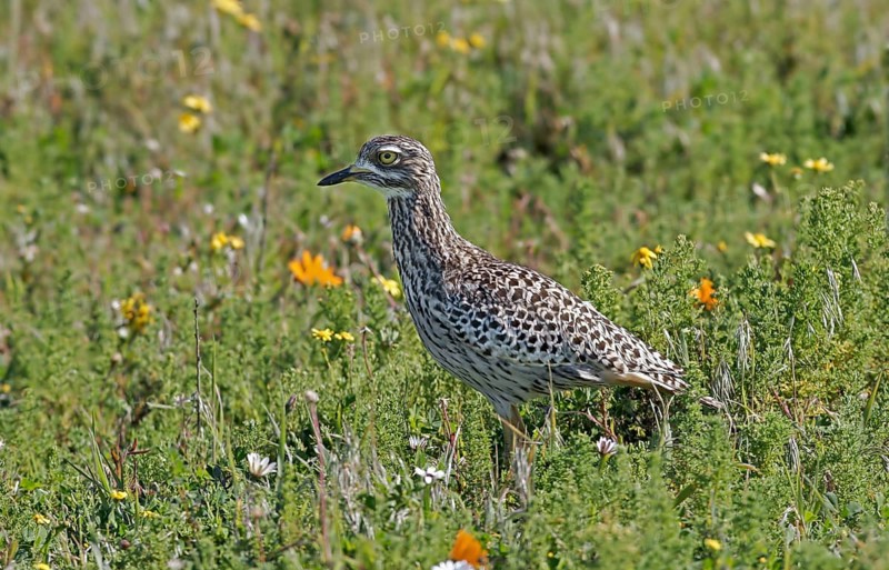 Spotted Dikkop