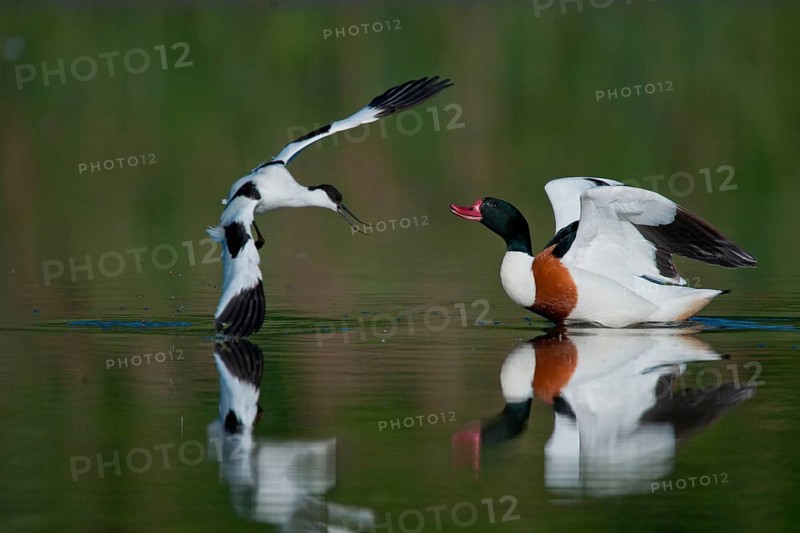 Adult common shelduck