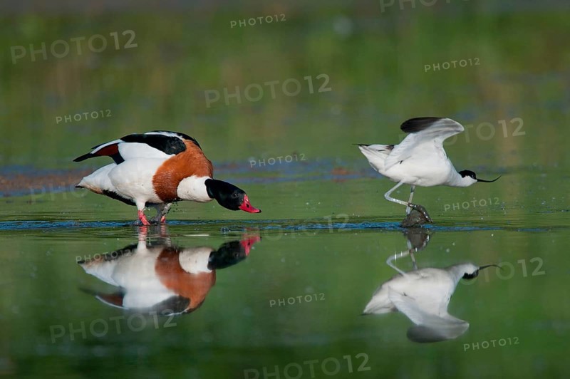 Adult common shelduck