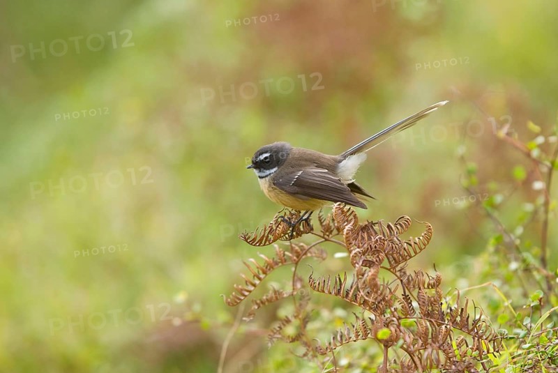 New Zealand Fantail