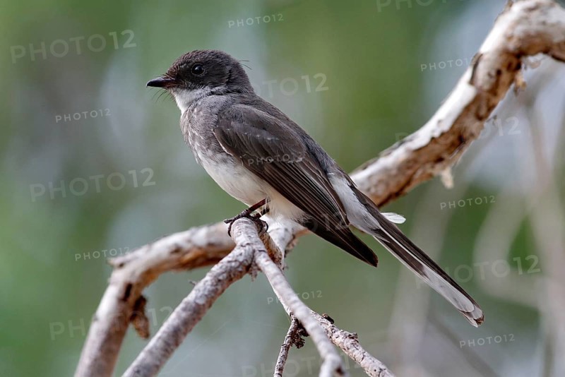 Widow's fantail