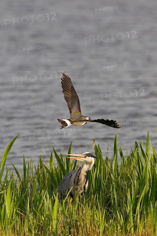 Grey Heron