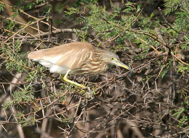 Indian indian pond heron