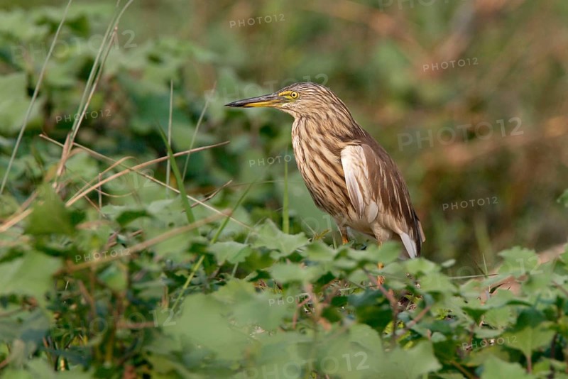 Indian indian pond heron