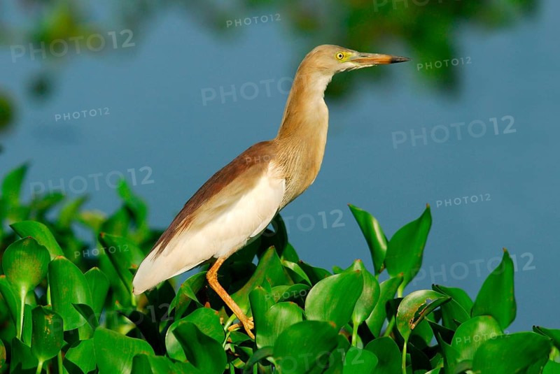 Indian indian pond heron