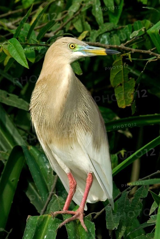 Indian indian pond heron