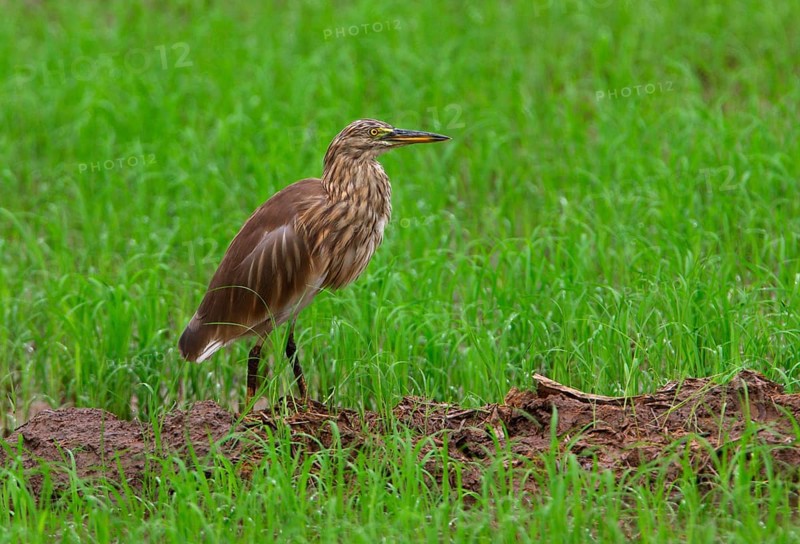 Indian indian pond heron