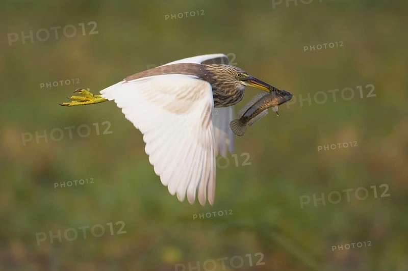 Indian Pond-heron