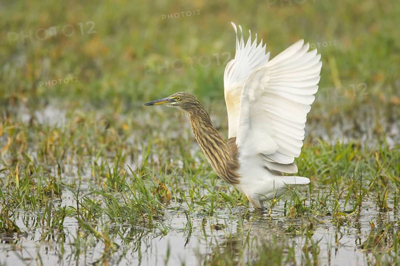 Indian Pond-heron
