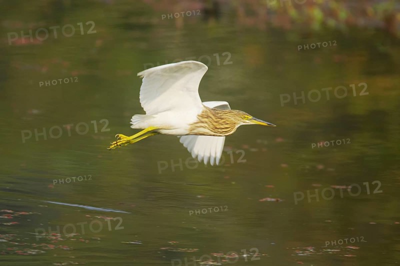Indian Pond-heron