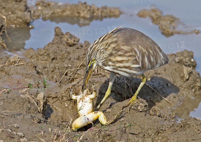 Indian indian pond heron