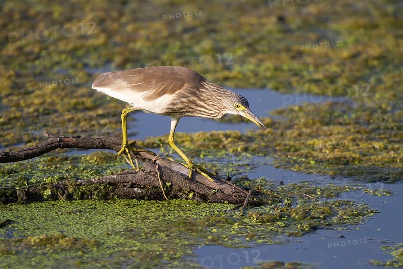 Indian indian pond heron