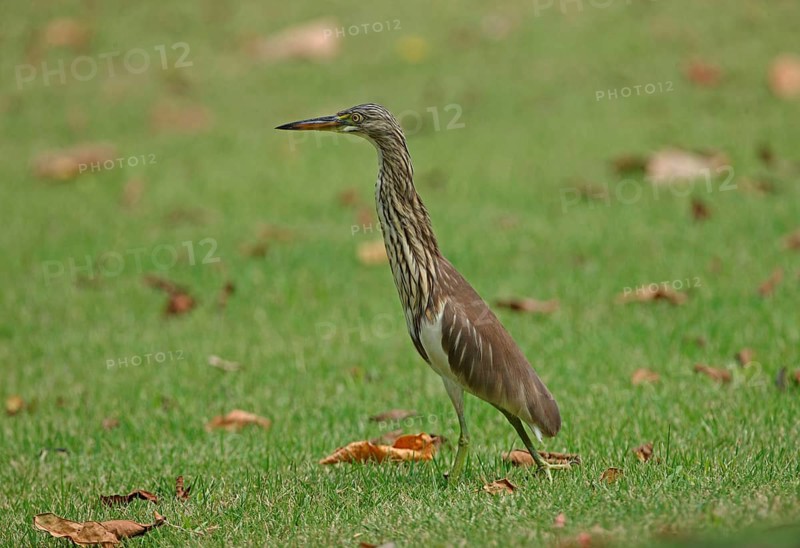 Chinese chinese pond heron