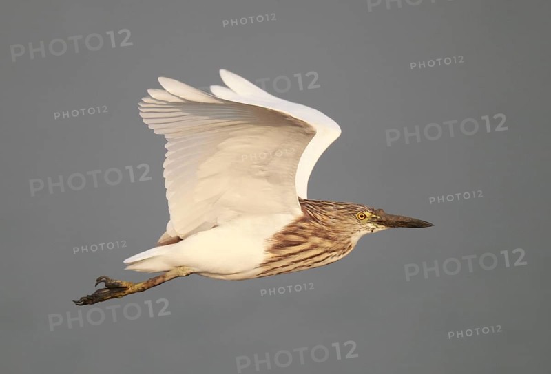 Chinese Pond-heron