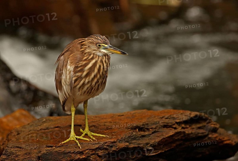 Chinese chinese pond heron
