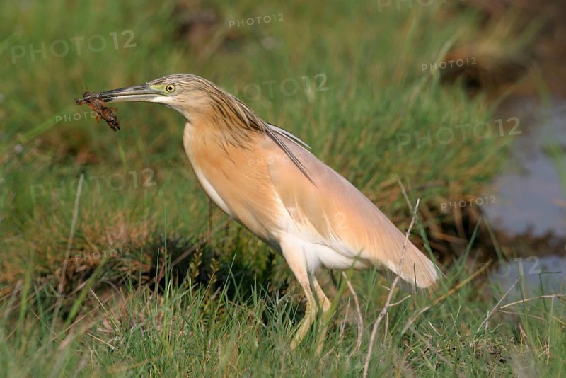 Squacco heron