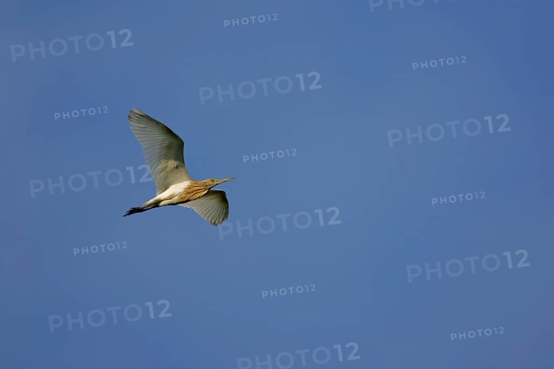 Squacco heron
