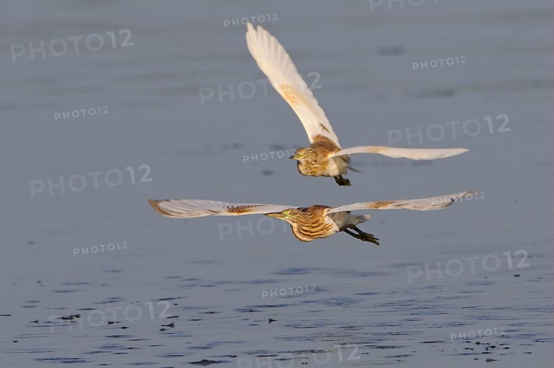 Squacco heron