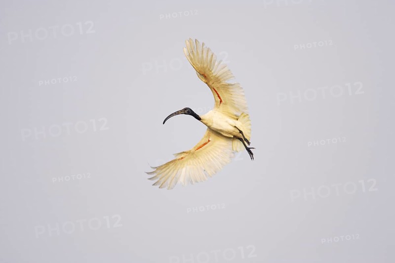 Black-headed Ibis