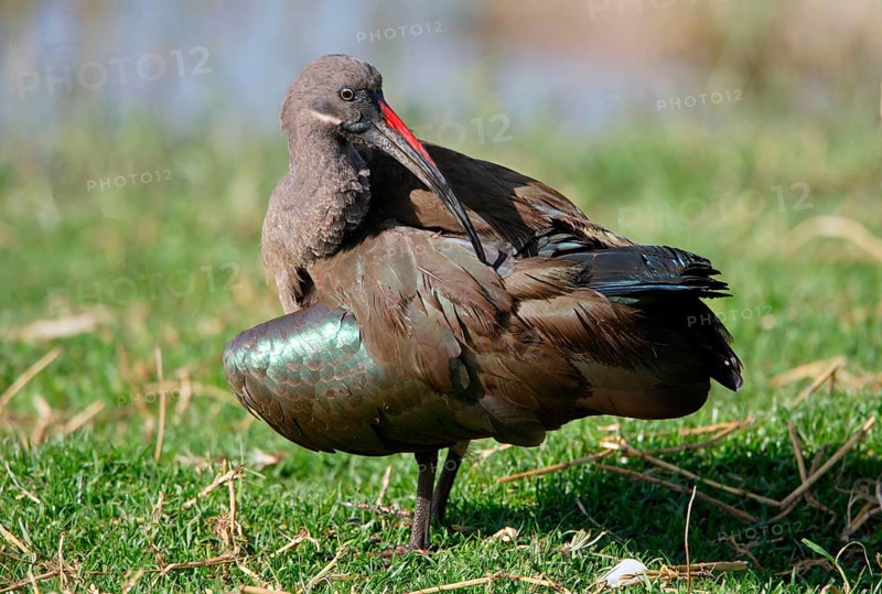 Hadada hadada ibis