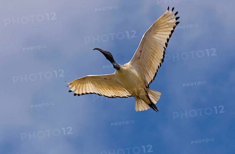 Sacred Ibis