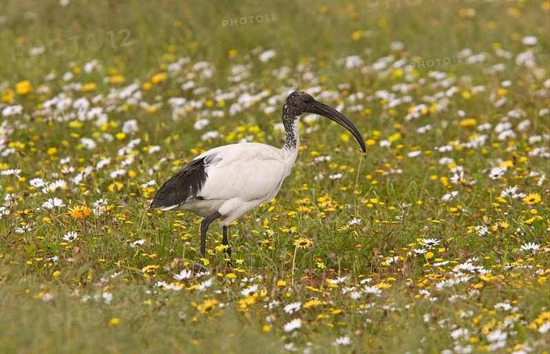 African Sacred Ibis