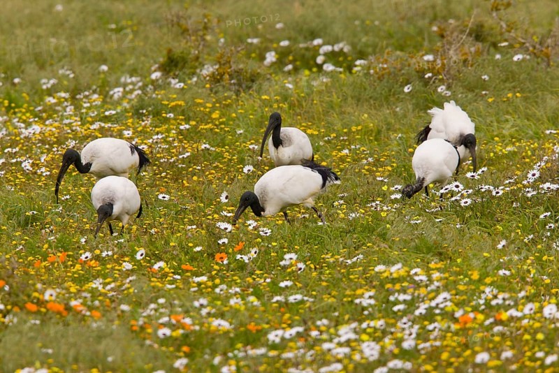 African Sacred Ibis