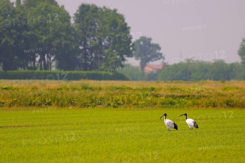 African african sacred ibis