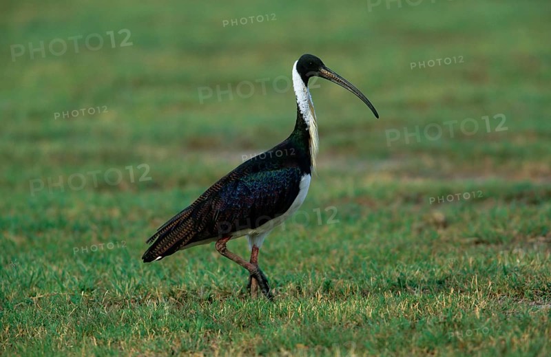 Straw-necked ibis