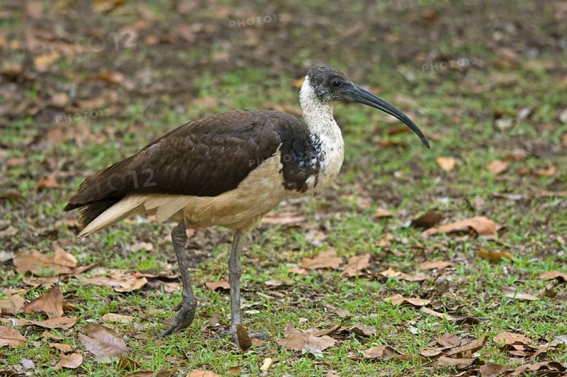 Straw-necked ibis