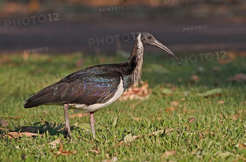 Straw-necked ibis