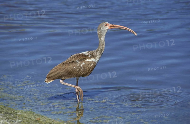 American white ibis