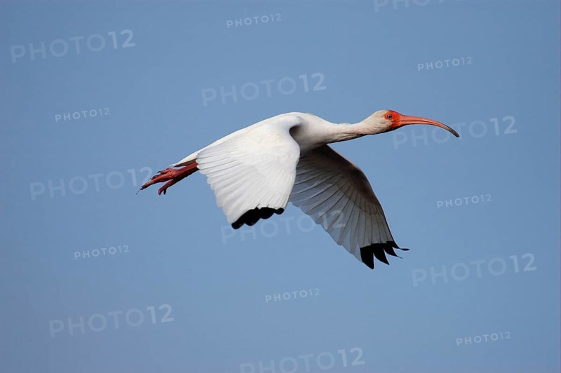 White Ibis