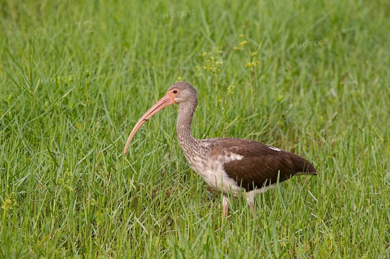 American white american white ibis