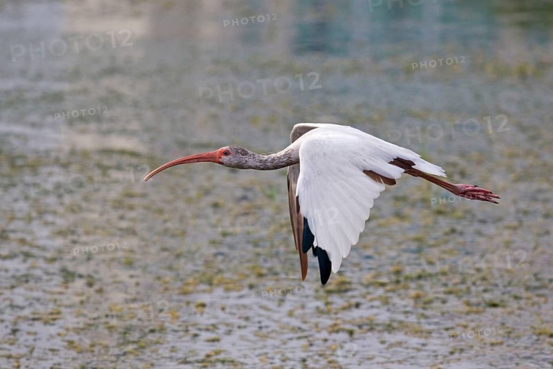American white american white ibis