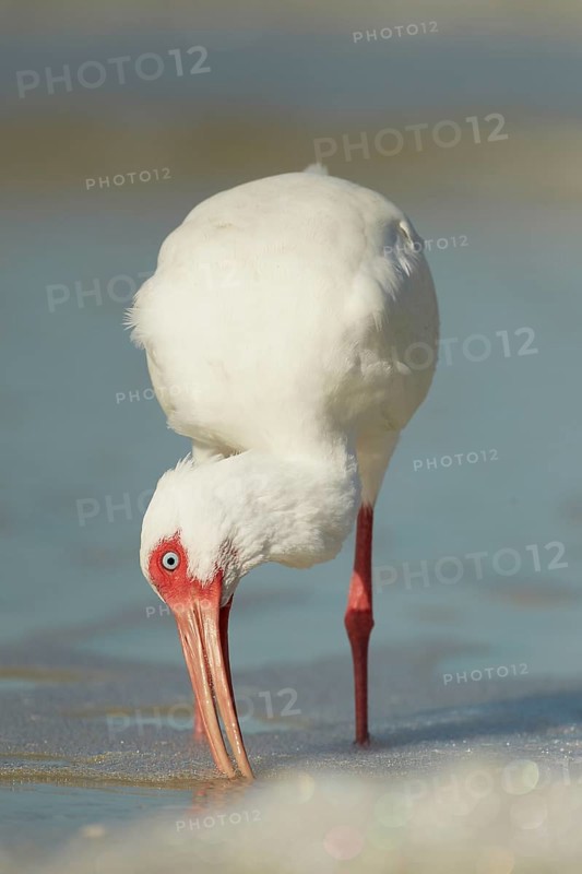 American White Ibis