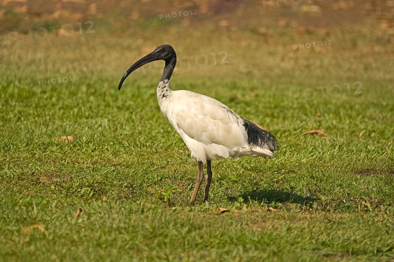 Australian white ibises