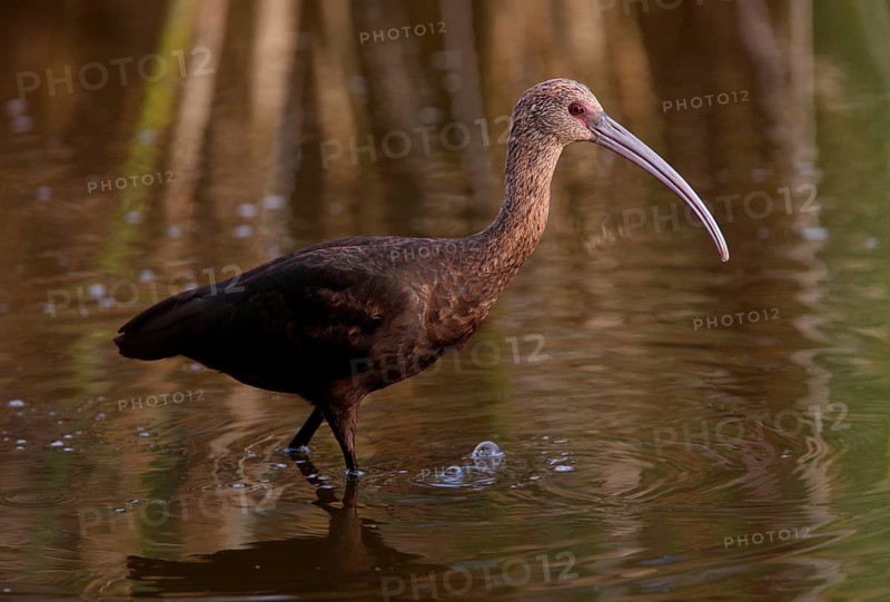 White-faced white-faced ibis
