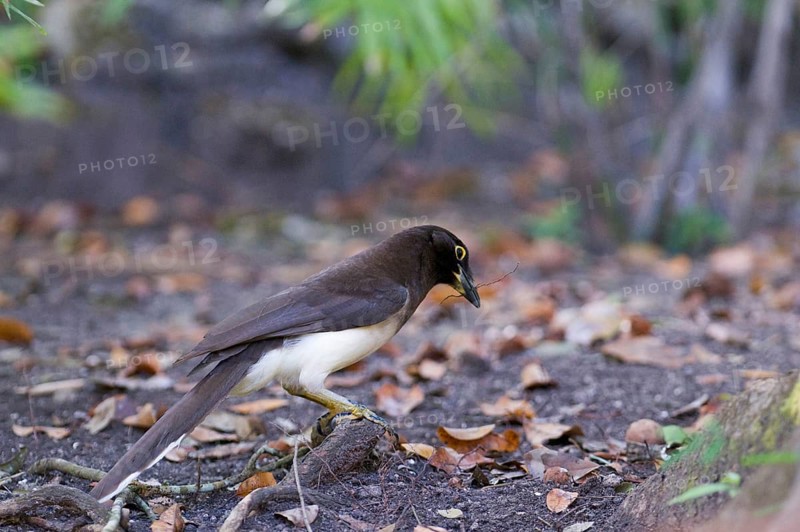 Brown jay