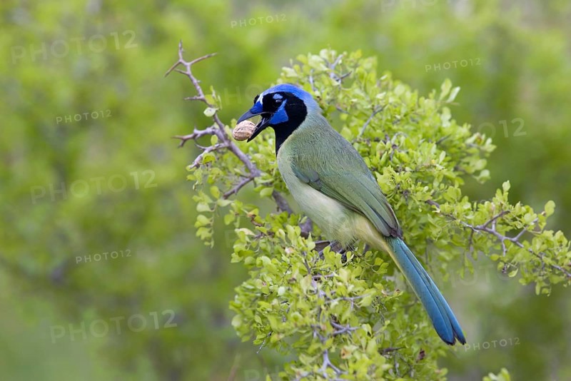 Green jay