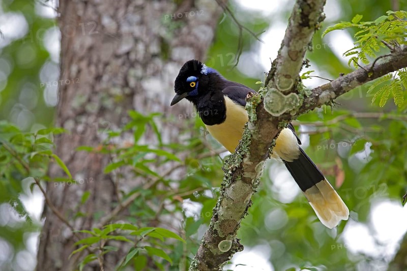 Black-capped Jay