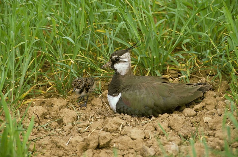 Lapwing