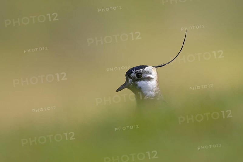 Giant northern lapwing