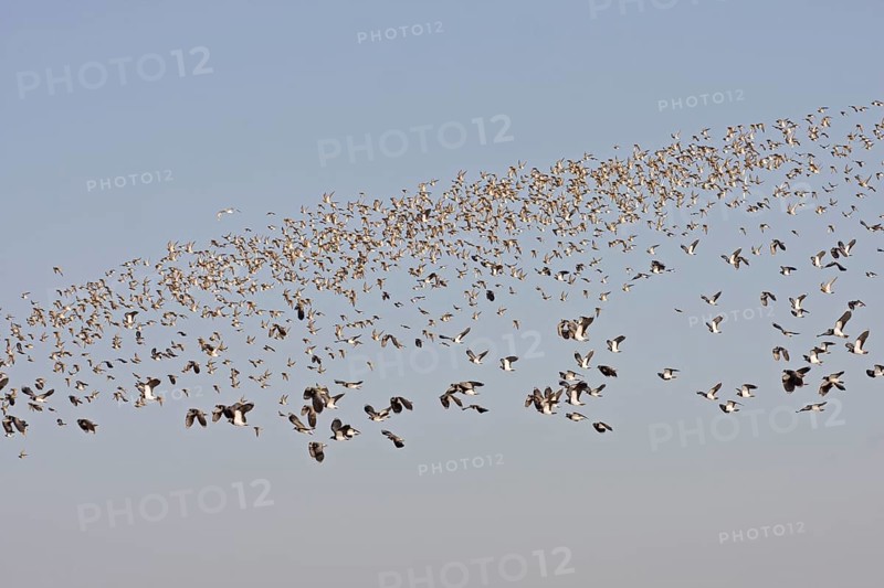 Northern northern lapwing
