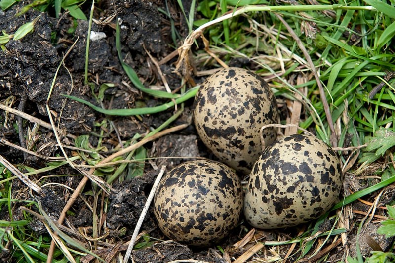 Northern northern lapwing
