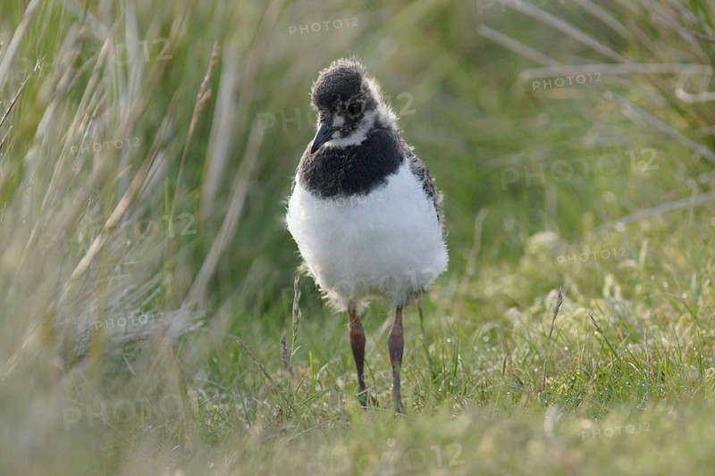 Northern northern lapwings