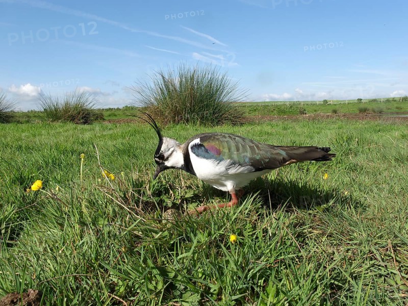 Sociable northern lapwing