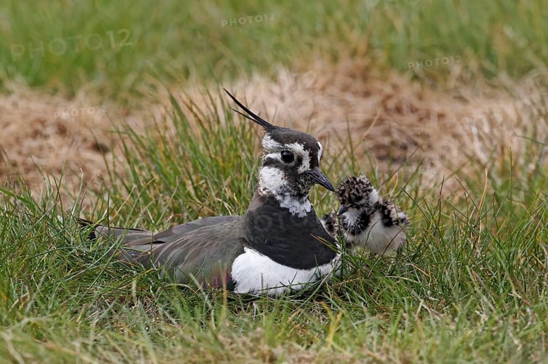 Northern northern lapwing