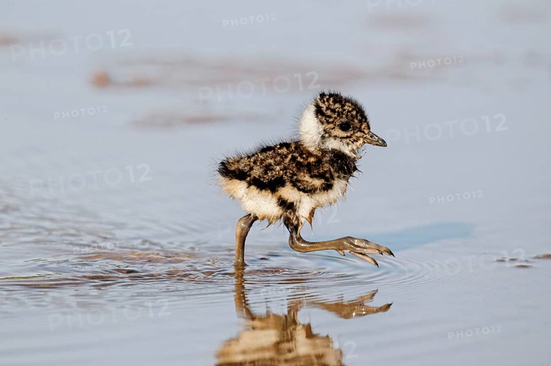 Northern northern lapwings