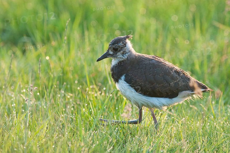 Northern Lapwing